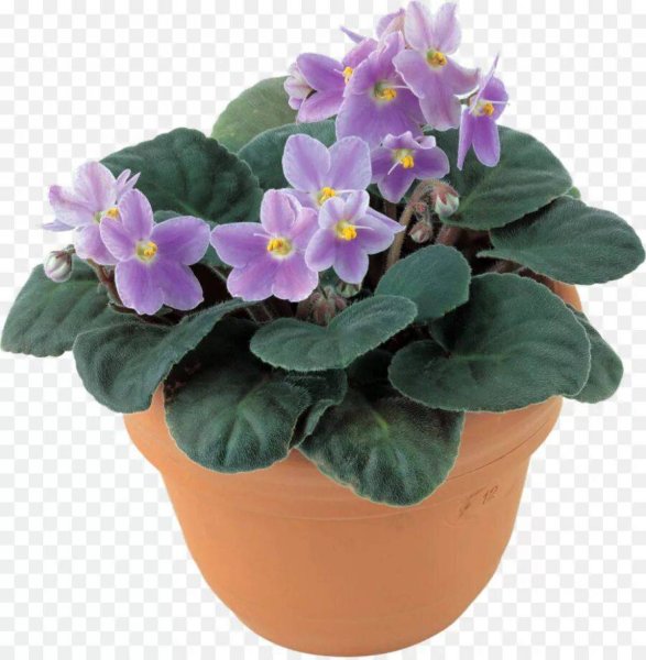 Сенполия комнатное растение