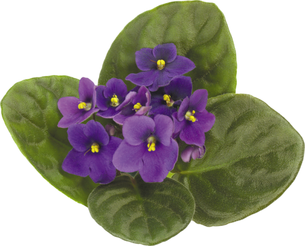 Фиалка на белом фоне