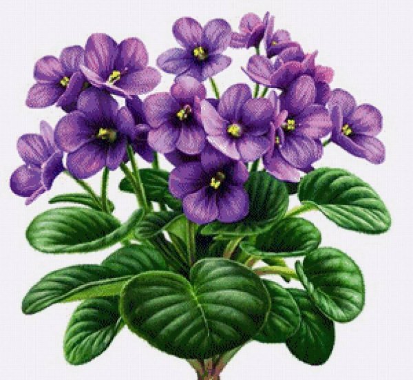 Узамбарская фиалка полевые цветы