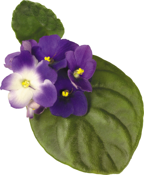 Узамбарская фиалка для детей