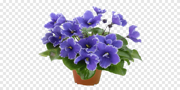 Узамбарская фиалка на белом фоне