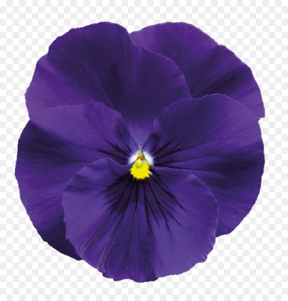 Фиалки для фотошопа