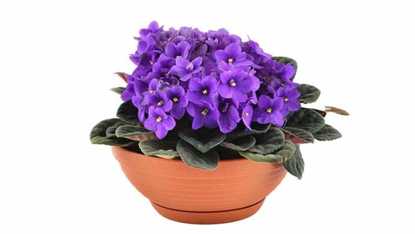 Фиалка сенполия