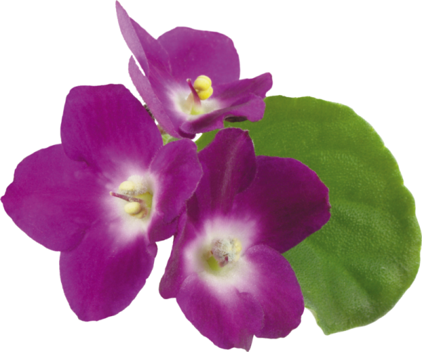 Фиалка Вайолет