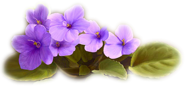 Векторные цветы фиалки