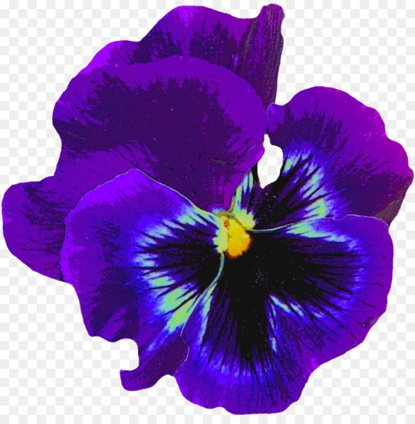 Анютины глазки цветы вектор