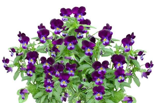 Вербена с анютиными глазками