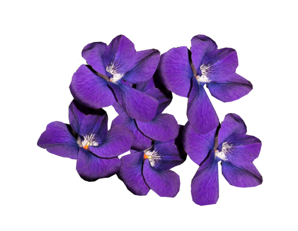 Фиалка на белом фоне