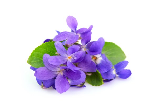 Листочек фиалки на прозрачном фоне