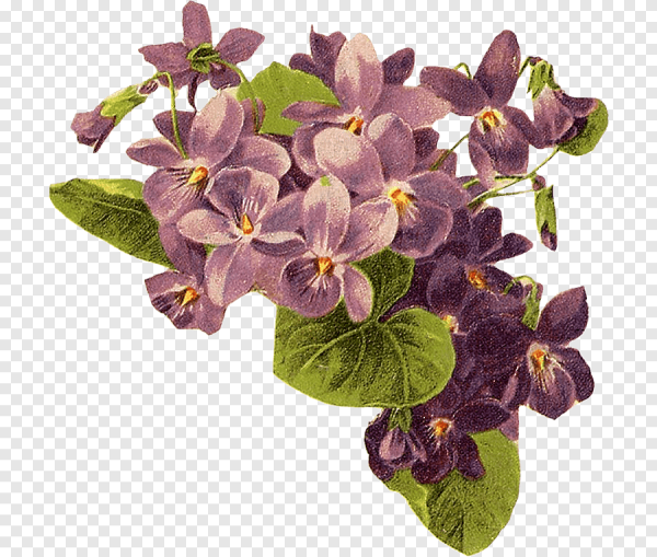 Фиалка на прозрачном фоне