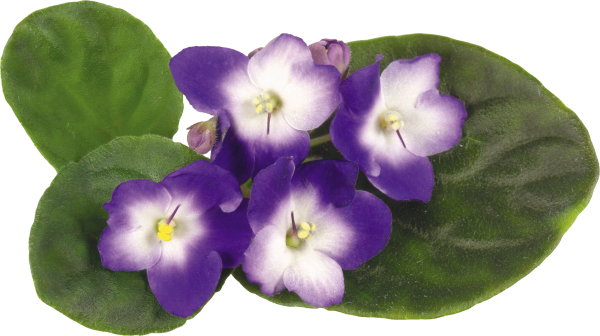 Фиалка на белом фоне