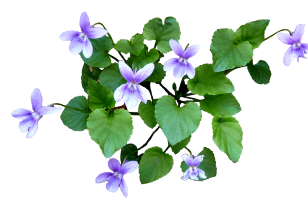 Фиалка клипарт на прозрачном фоне