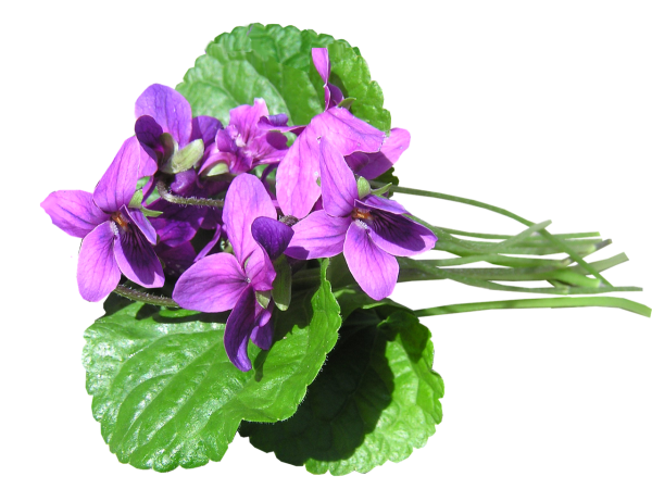 Фиалка душистый шалфей