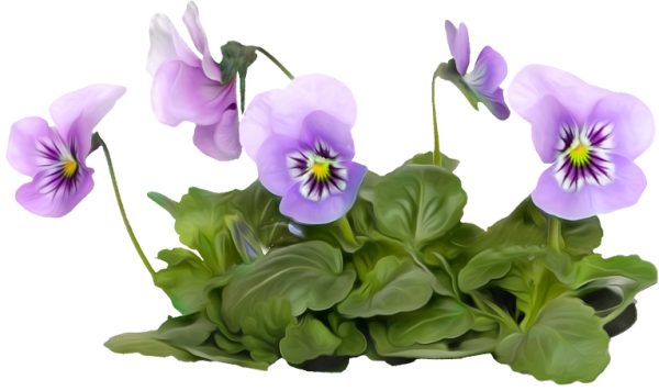 Фиалка на прозрачном фоне