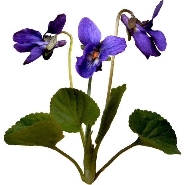 Фиалка цветок