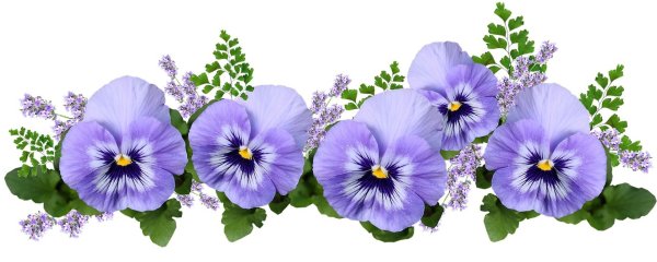 Фиалка на белом фоне