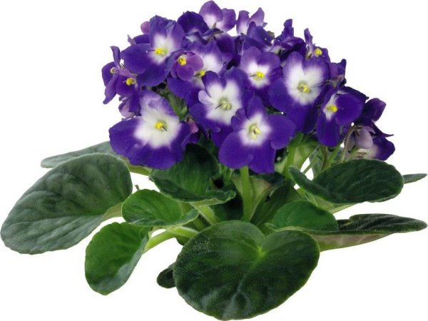 Фиалка НК Барвинок