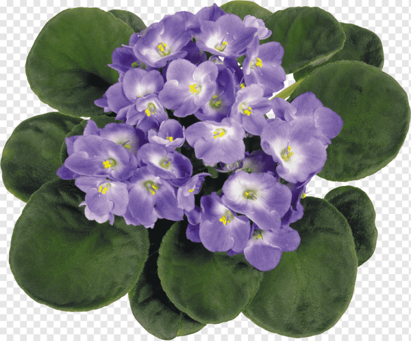 Узамбарская фиалка на белом фоне