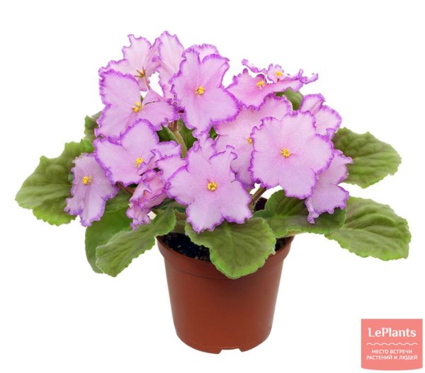 Узамбарские фиалки