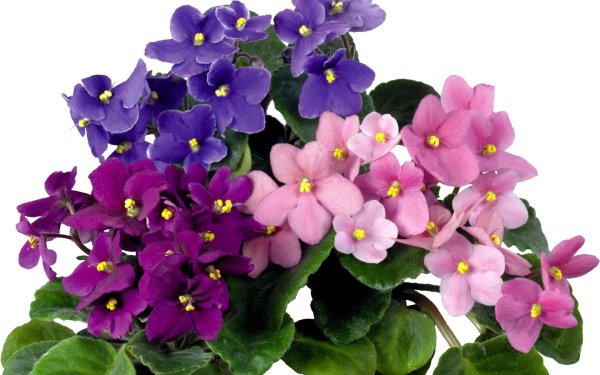 Фиалка сенполия