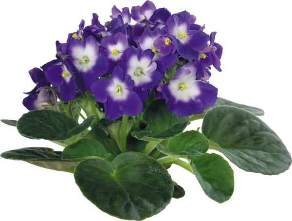 Фиалка комнатная