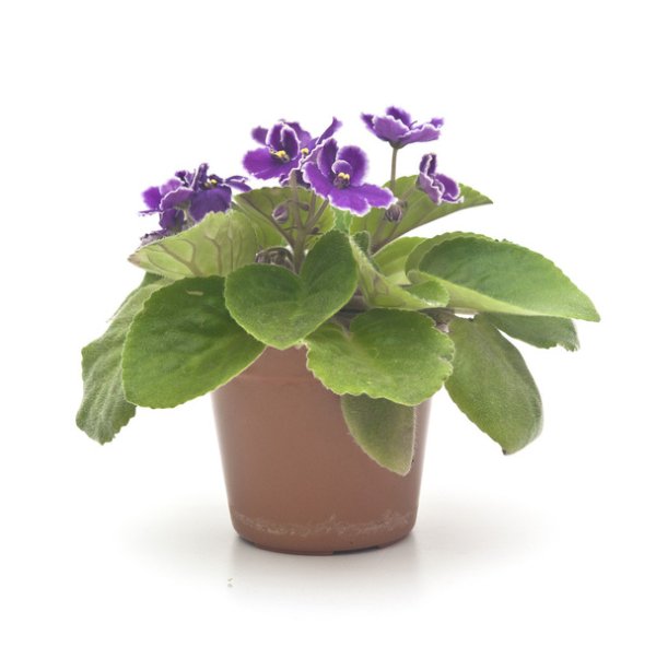 Фиалка в белом горшке