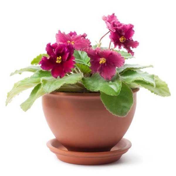 Фиалки горшок Фелиция