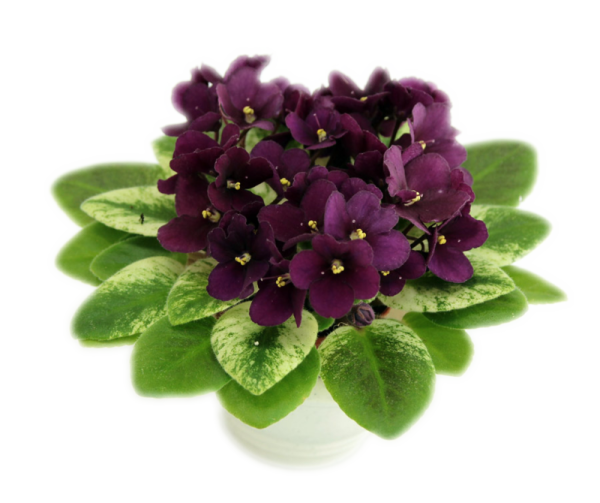 Фиалка Селина Элеганс