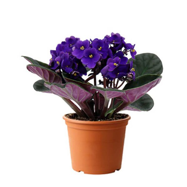 Фиалка сиреневая Вейв