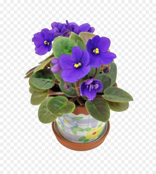 Фиалка фиолетовая в горшке