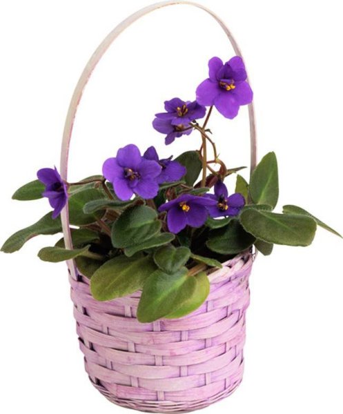 Фиалки в корзине