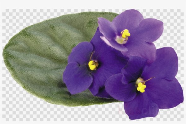 Фиалка для детей