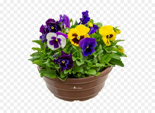 Фиалка Виола в горшке