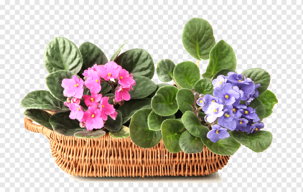 Фиалка сенполия белая в горшке