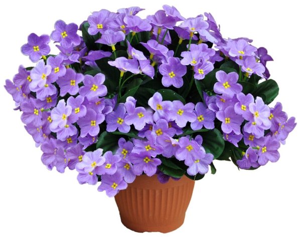 Фиалка Стормс еуе