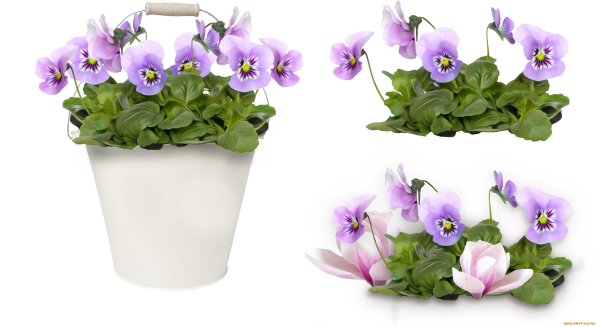 Фиалка в горшке на белом фоне