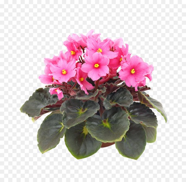 Комнатные растения фиалка розовая