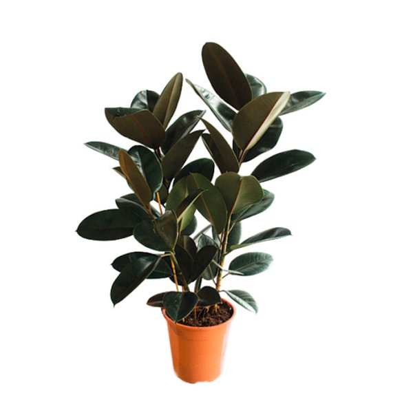 Фикус Робуста Мелани