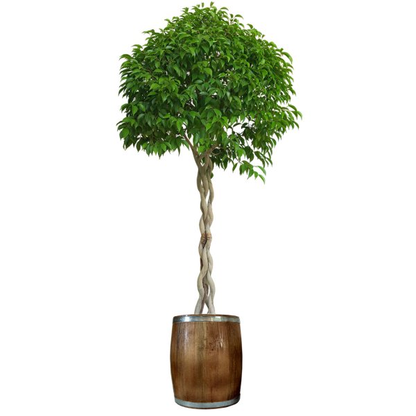 Комнатные деревья