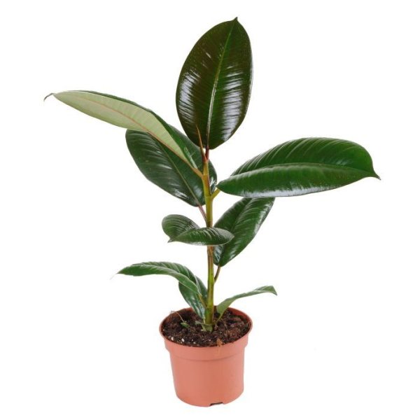 Ficus в горшке