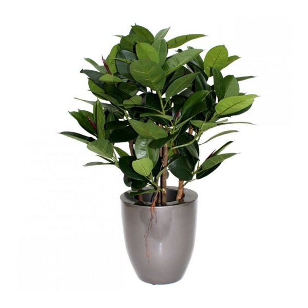 Фикус Азалия