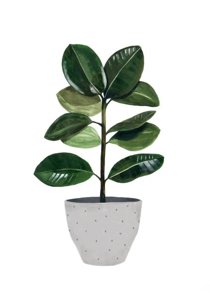 Фикус в гонашке на белом фоне