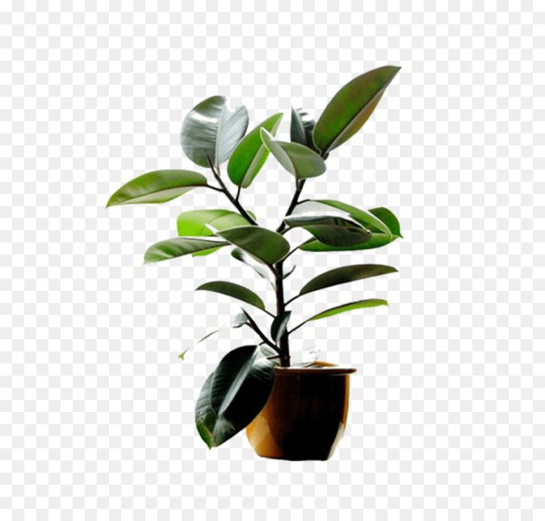 Комнатные цветы вызывающие аллергию