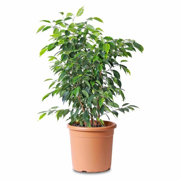 Фикус Бенджамина d12 h30