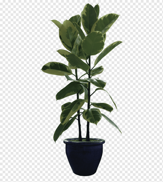 Фикус в горшке на белом фоне