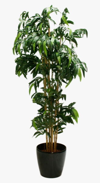 Плакучий инжир растение Ficus benjamina