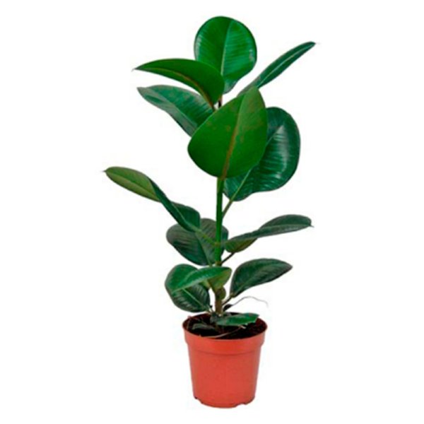 Фикус эластика Робуста, d-12