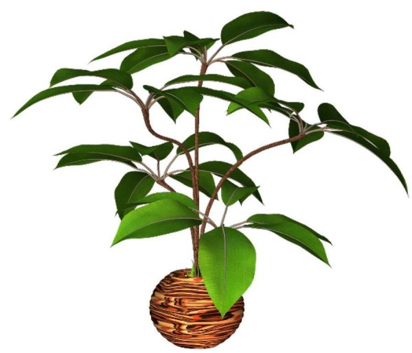 Растение в горшке клипарт