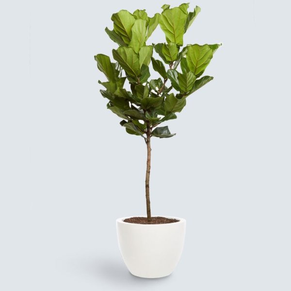 Лимонное дерево+инжир+лавровое дерево