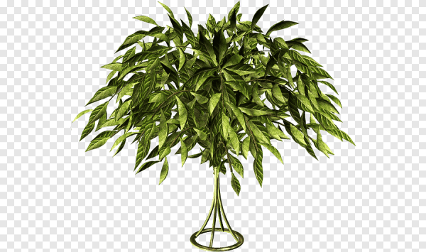 Комнатное дерево для фотошопа